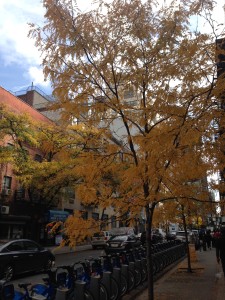 NYC is fun to enjoy outdoors in the Fall!